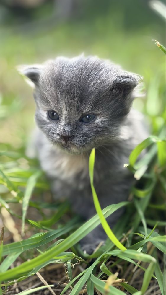 Кошенята безкоштовно Харків