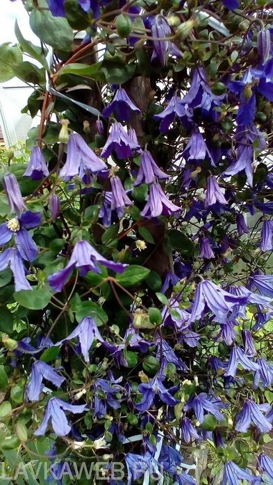 Клематис Клематис BLUE PIROUETTE 4-х річний