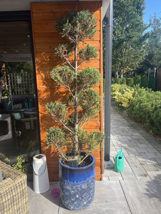 Kosodrzewina formowana z puękną donica