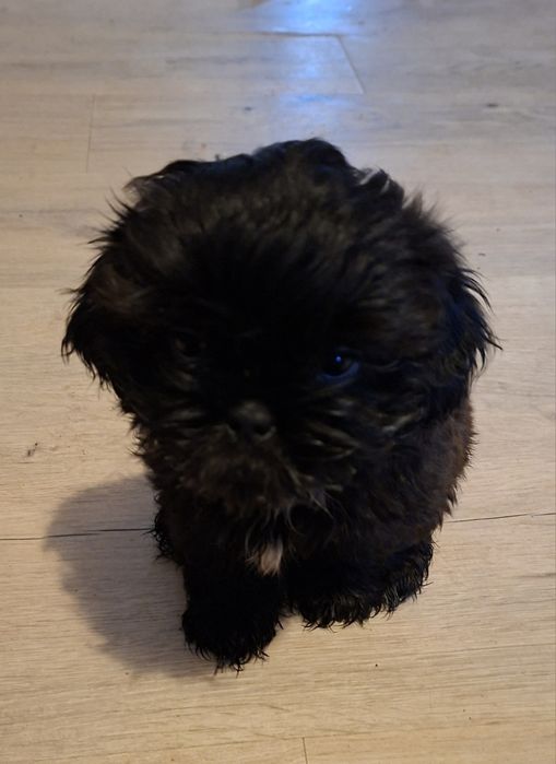 Pieski shih-tzu.