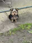 Yorkshire Terrier- piesek