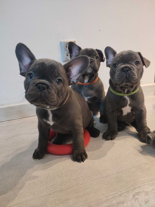 Buldogi francuskie