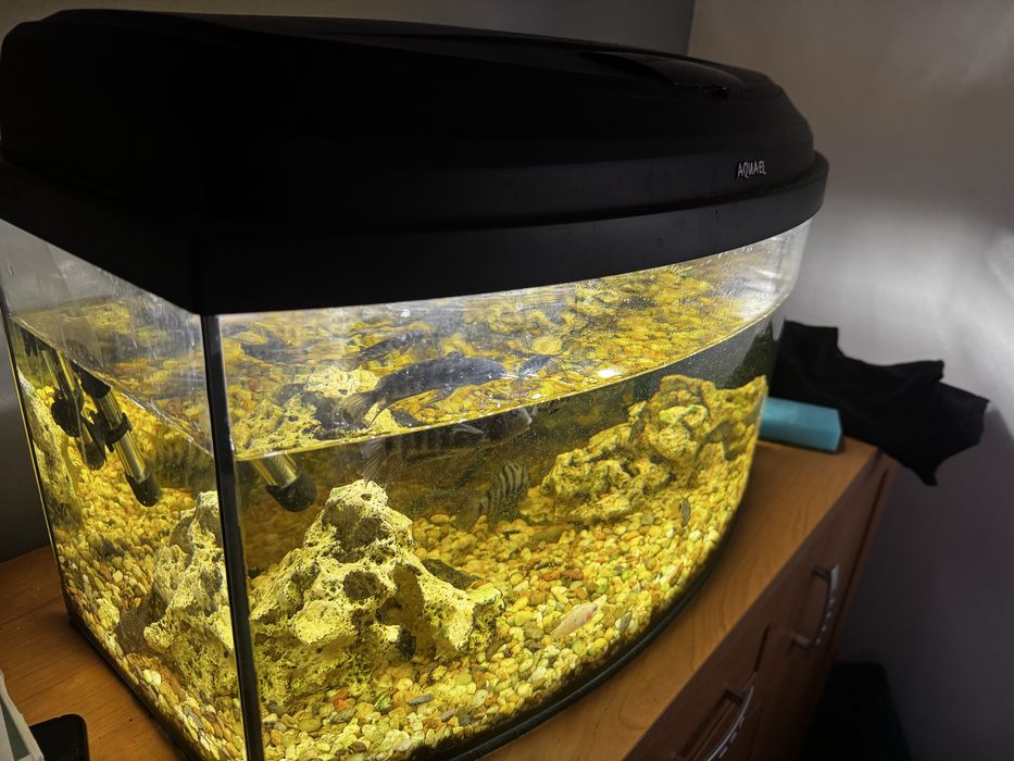 Akwarium Aquanel z rybkami
