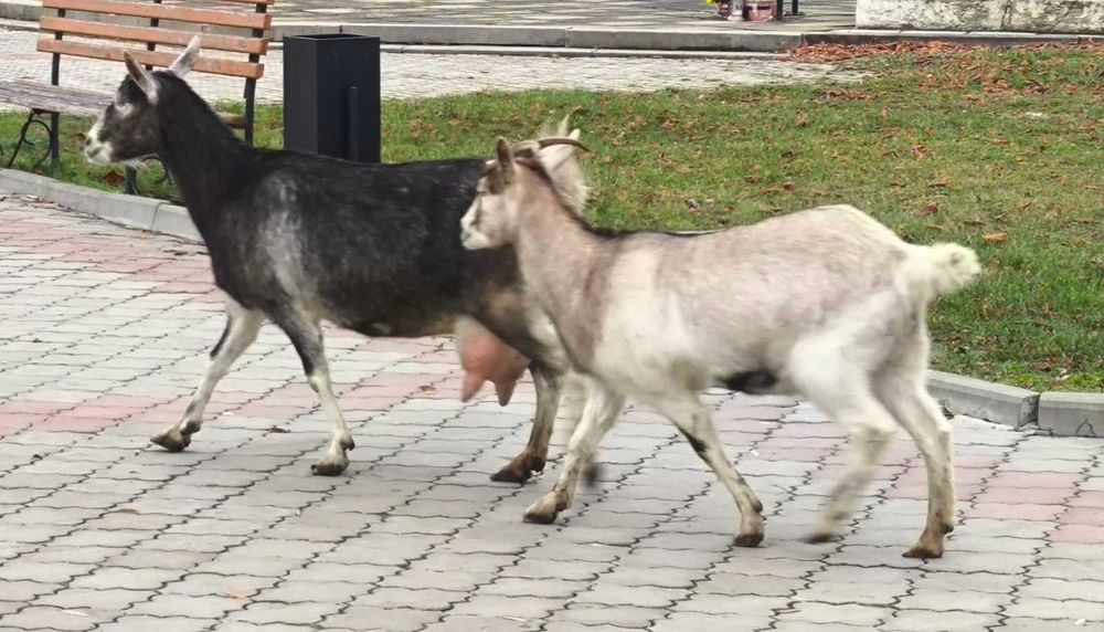 Продаються дві кози. Одна стара 3 роки. Друга молода 6 місяців.
