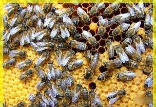 Бджолопакети продаж