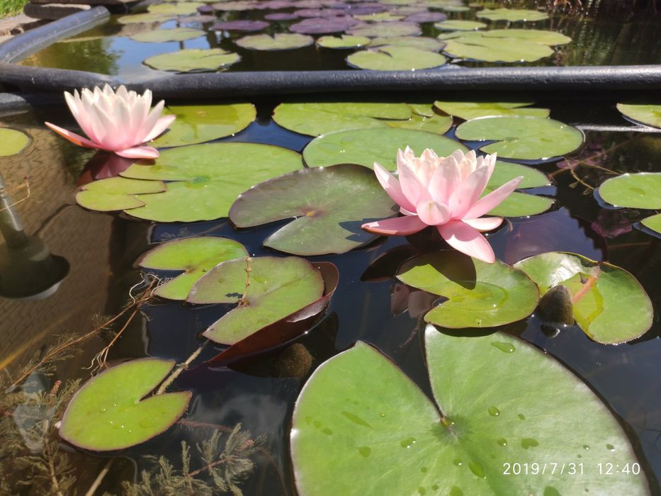 Водная лилия, нимфея, розовая, Марлиака Розеа.