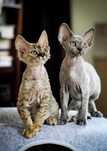 Kocięta Devon rex