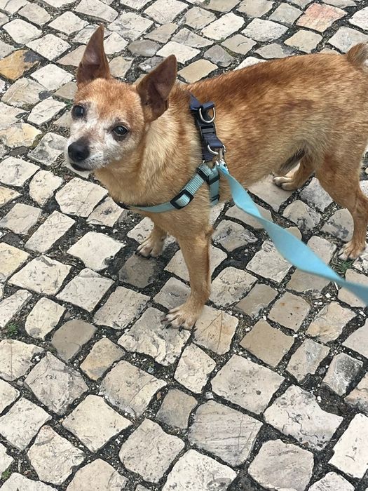 Pinscher com 9 anos