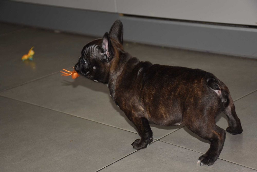 Щенки французского бульдога! Маленкие позитивчики!