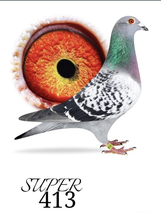 Gołąb M.Ankus x A.Zambrzycki Super Pochodzenie. "Top"