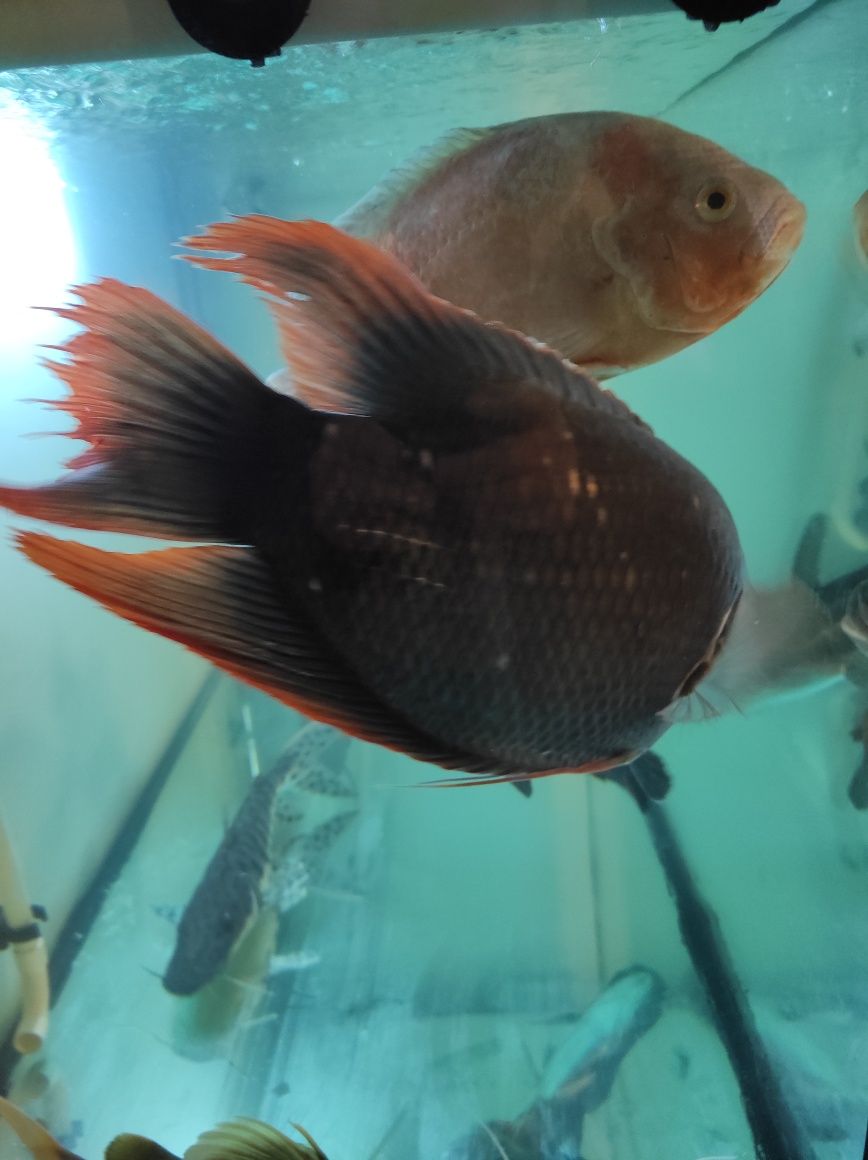 Gourami red tail 45 cn