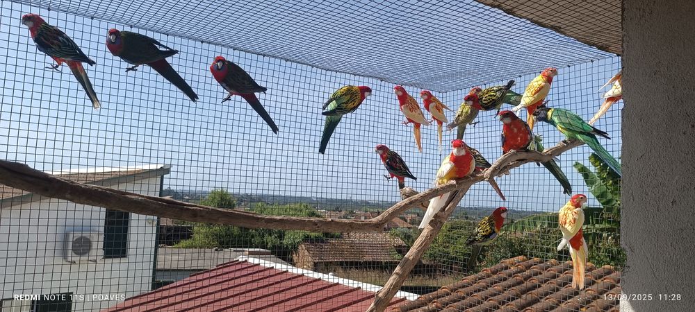 Roselas eximius e penantes