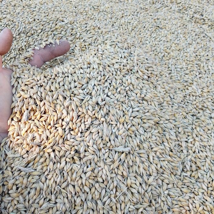 Продам домашній ячмінь