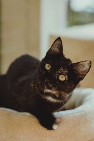 Aria-kotka uratowana po wypadku komunikacyjnym