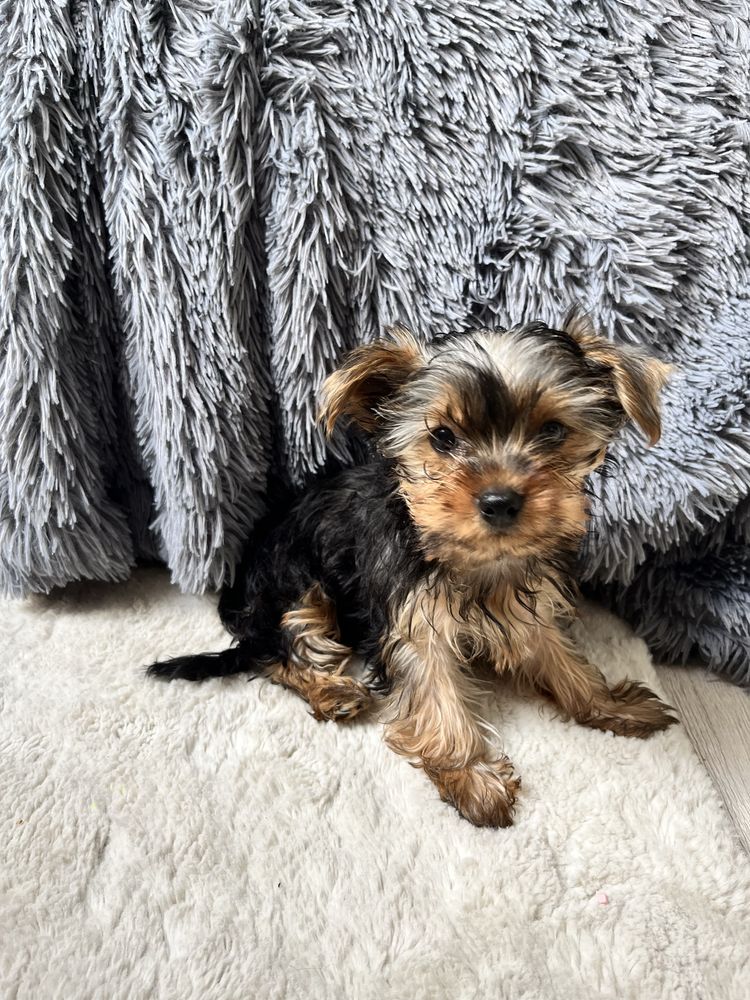 Yorkshire Terrier