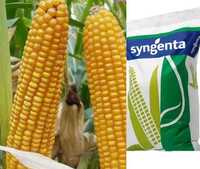 Nasiona kukurydzy Syngenta SY COLLOSEUM