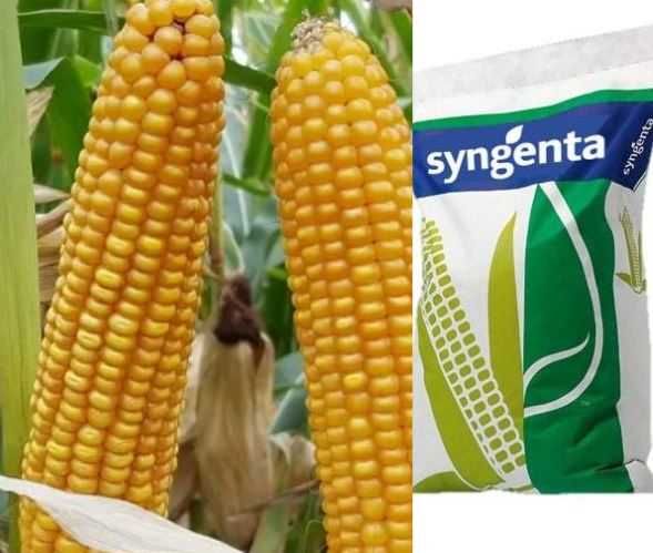 Nasiona kukurydzy Syngenta SY COLLOSEUM