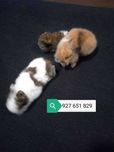 Acessórios para aves