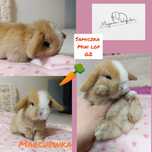 Królik króliczek mini lop hodowla zarejestrowana 910-P top