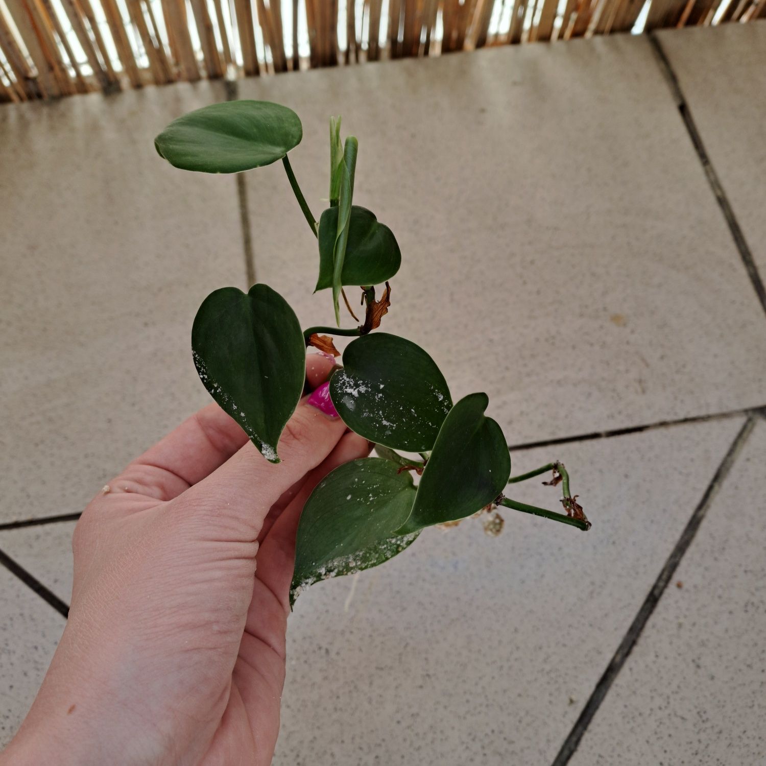 Zestaw roślin doniczkowych monstera papirus philodendron anginka