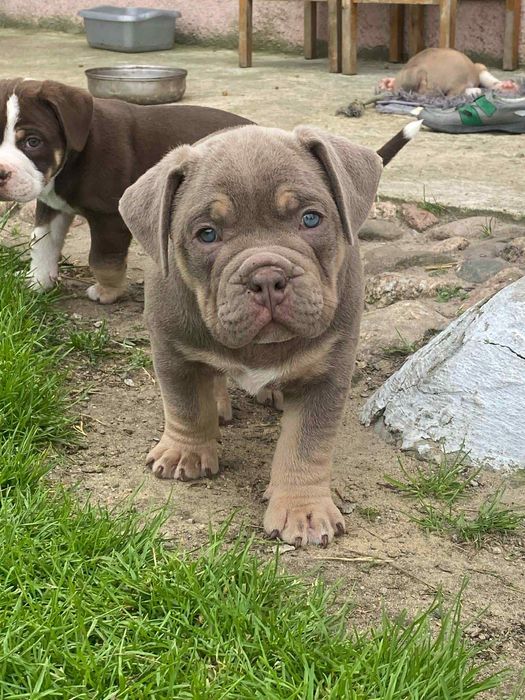 American Bully Pocket
