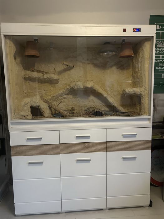 Terrarium Agama Brodata Duże