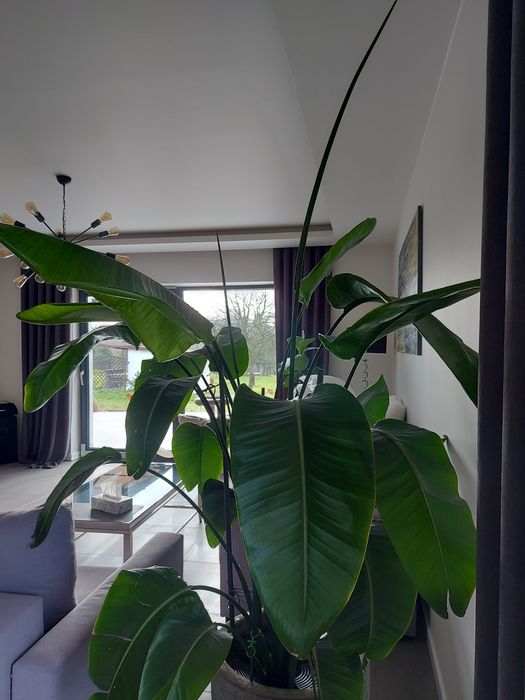 Strelicja biala  duża