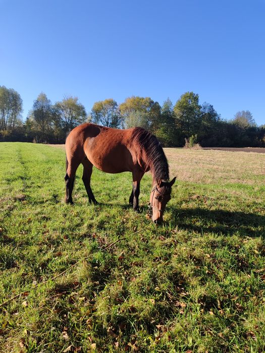 Молода робоча кобила