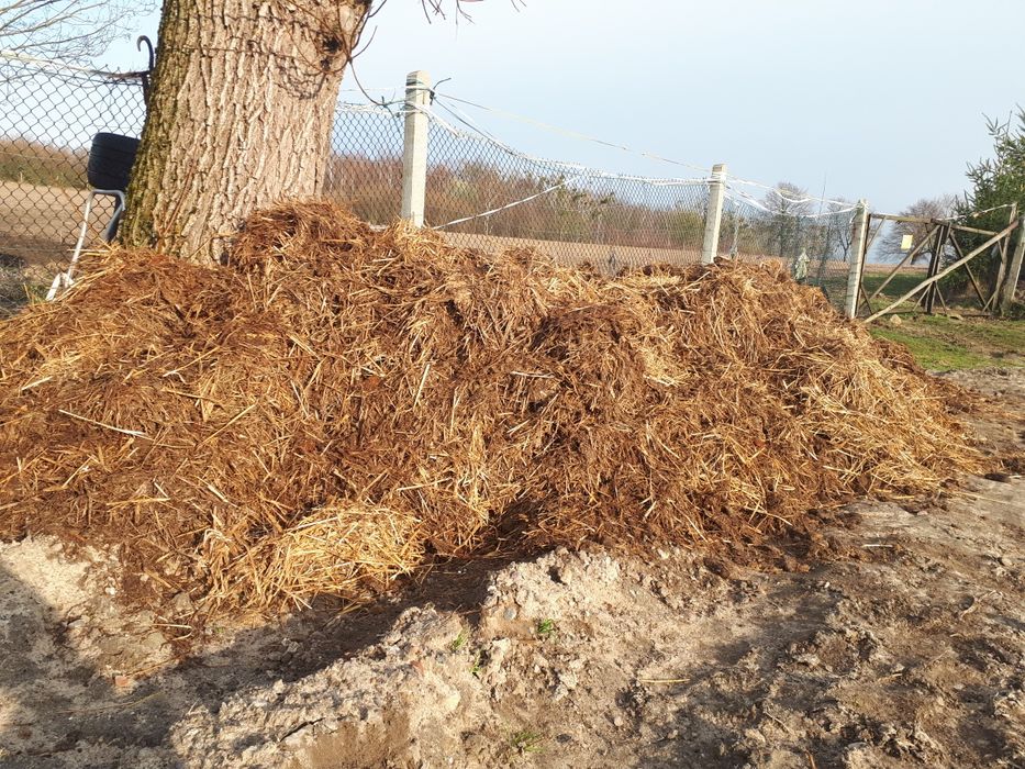 Obornik koński zamienię za siano/słomę lub sprzedam