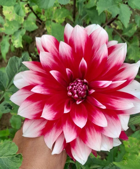 Георгіни, жоржини