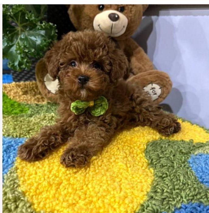 Хлопці красені той пудель