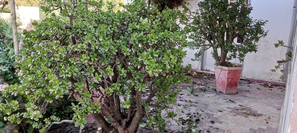 2 vasos-Jade (Crassula Ovata)