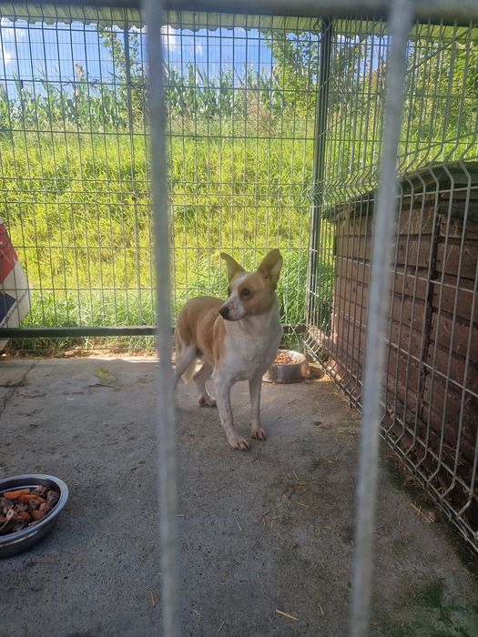 Suczka do adopcji za darmo