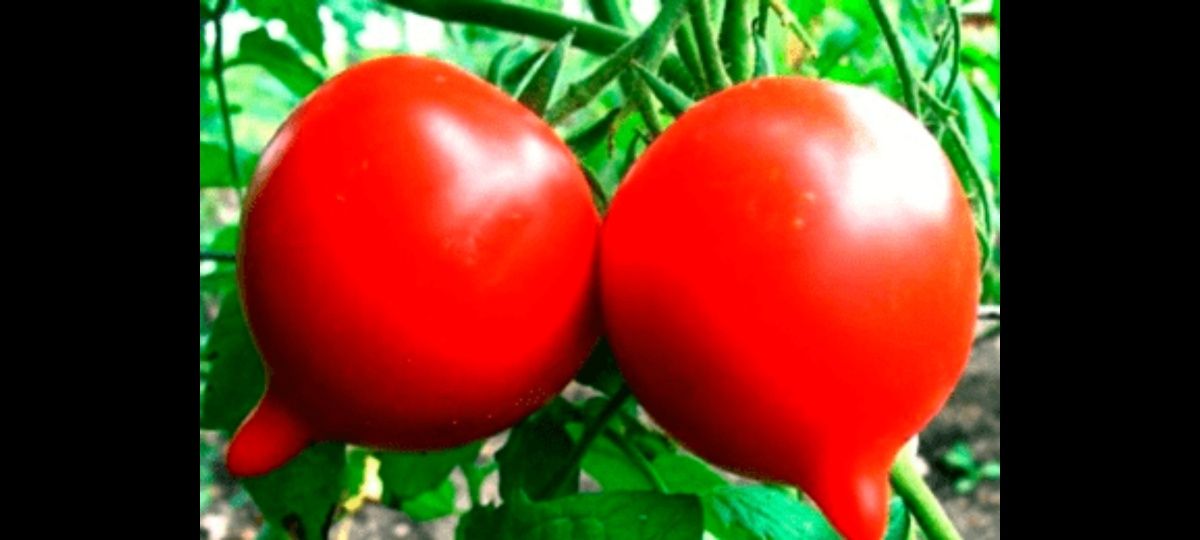 Розсада помідорів перцю капусти
