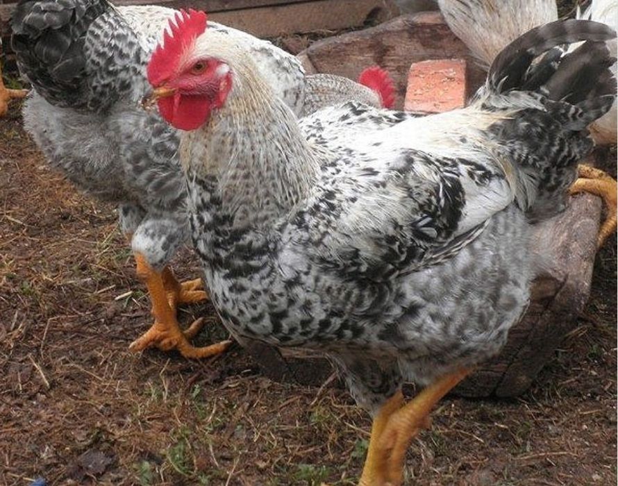 Продам і/я кур м'ясояєчних кросів