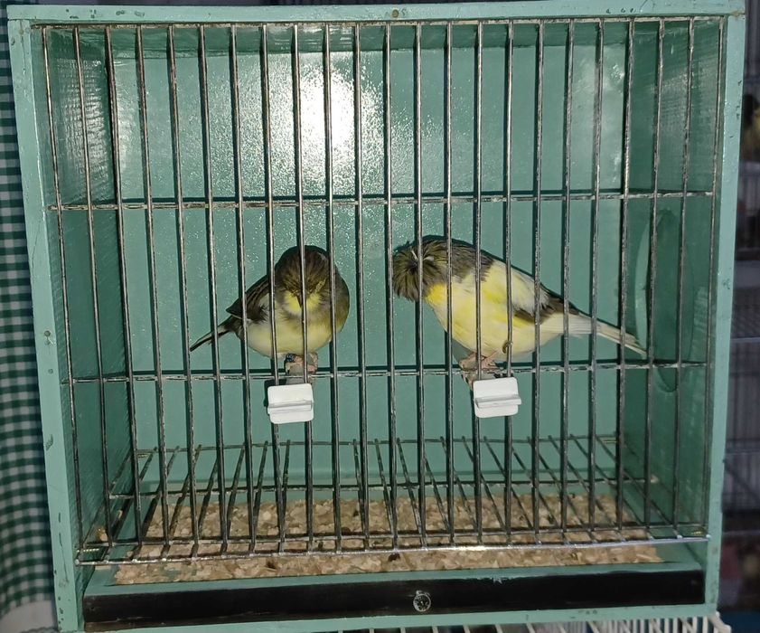 Casal de Gloster