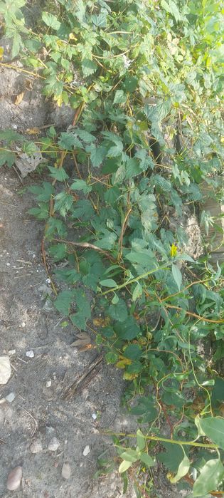 Chmiel na Szybki ŻYWOPŁOT Sadzonka Humulus Lupulus