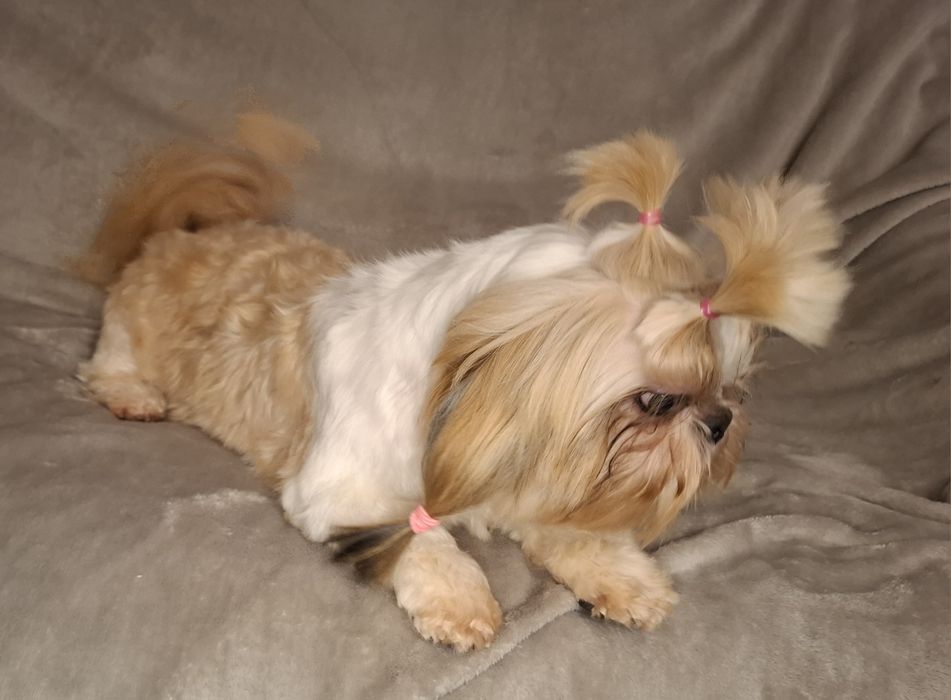Shih-tzu Suczka dorosła