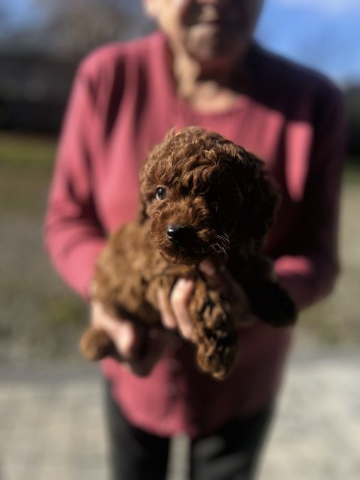 Pudel miniaturowy sunia red brown plowy