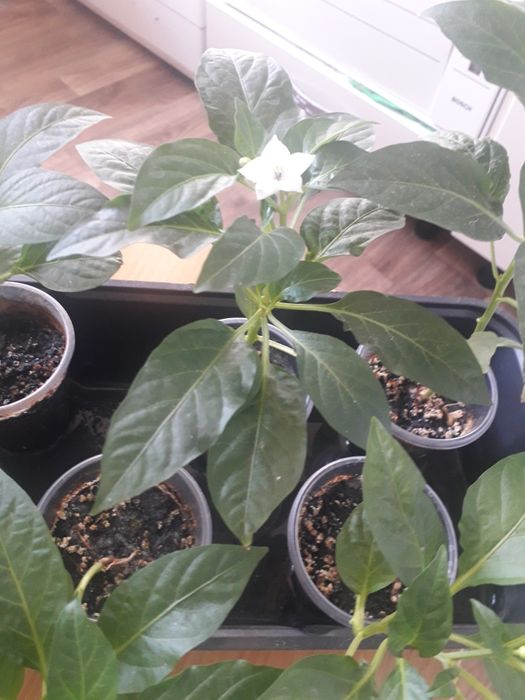 Продам комнатный острый перец.