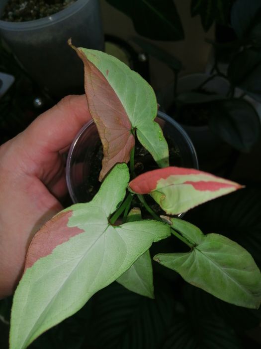 Сингониум колекционный стравбери милк, пинк салмон.