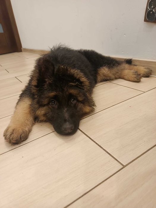 Owczarek niemiecki długowłosy