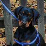 Czystej krwi Doberman Pinscher szuka kochającego nowego domu