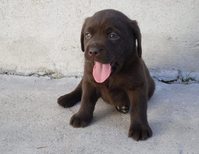 Lavrador retriver chocolate