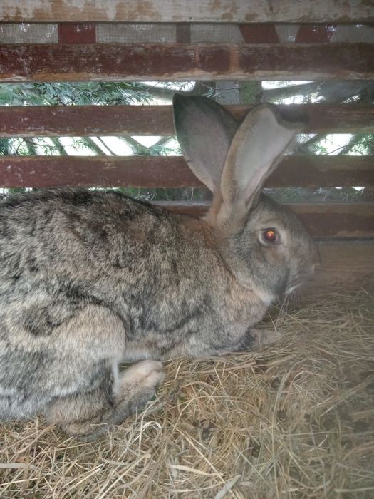 Sprzedam królika samca