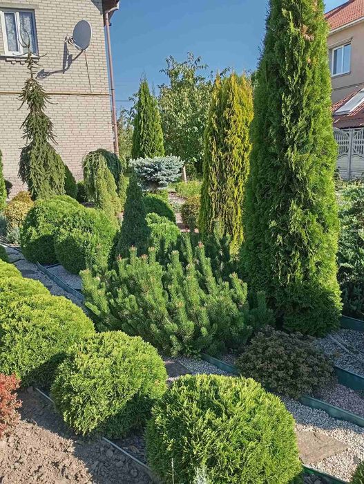 Гортензії , різні зелені насадження.