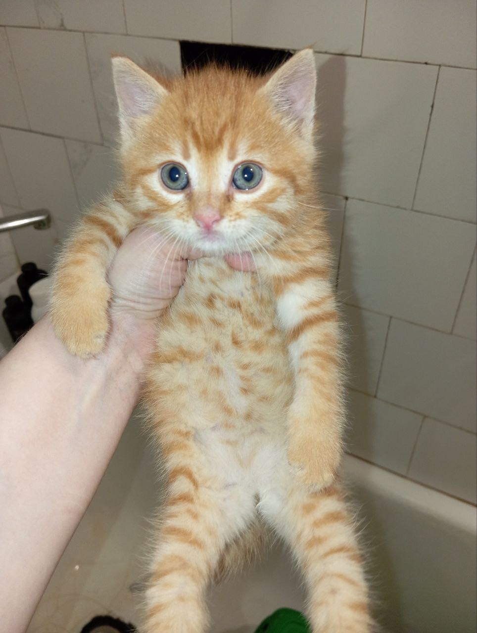 Рыжий котенок бесплатно