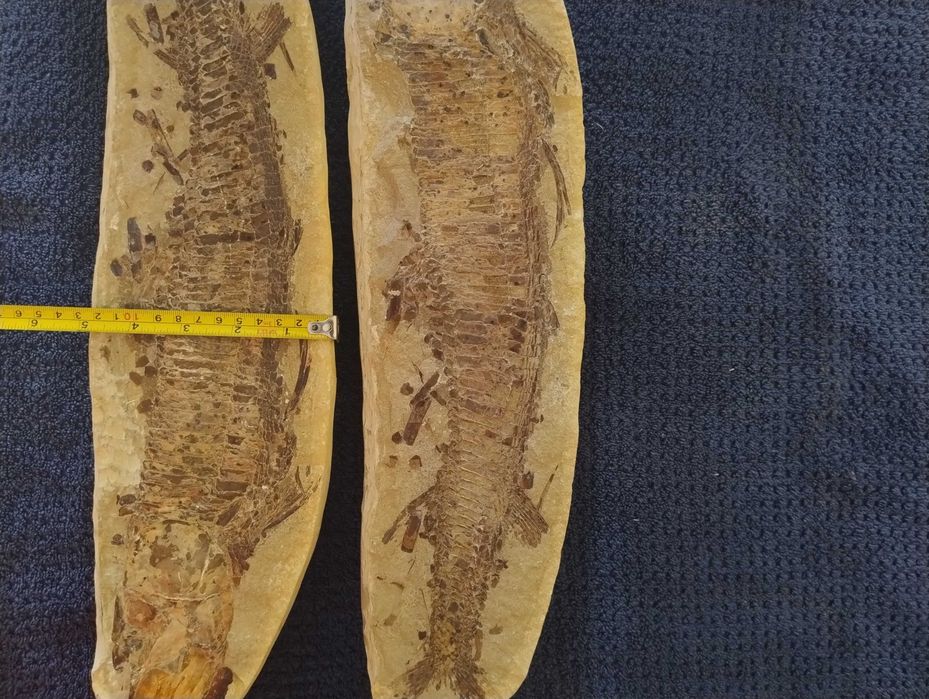 Skamielina ryby split duży okaz Vinctifer Comptoni Kreda