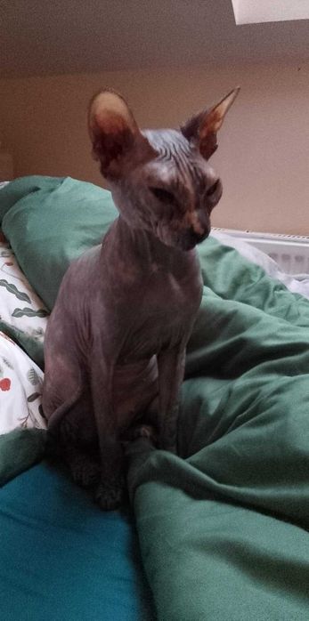 Kociczka Sfinks doński