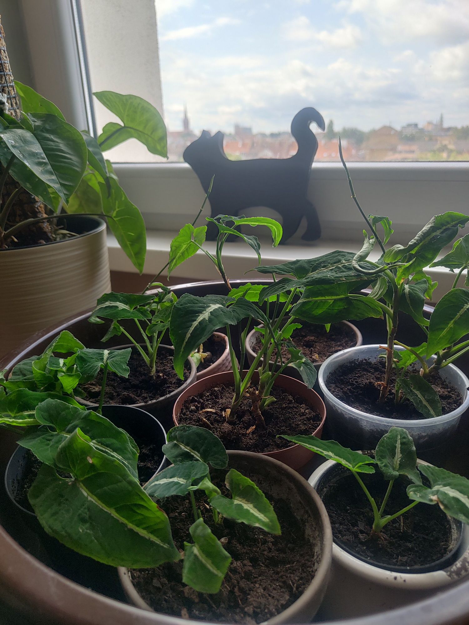 Syngonium wendlandii